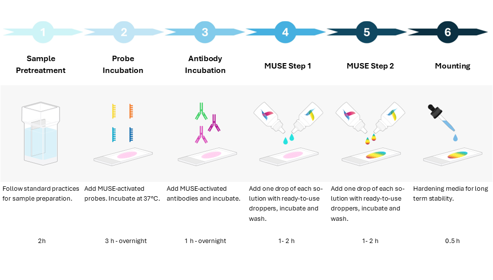 MUSE Workflow Diagram